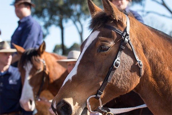 Remount