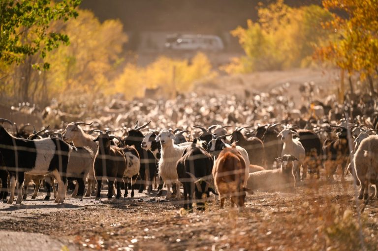 The True GOATS of Wildfire Mitigation